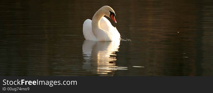 A beautiful female swan swimming slowly - wide screen. A beautiful female swan swimming slowly - wide screen