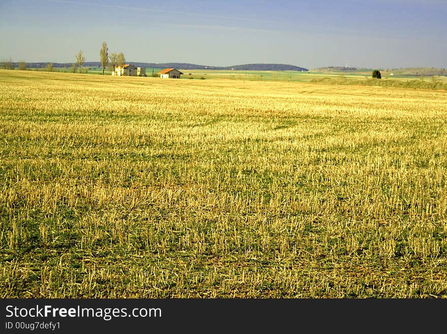 Golden fields