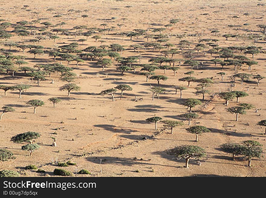 Landscape On Socotra Island