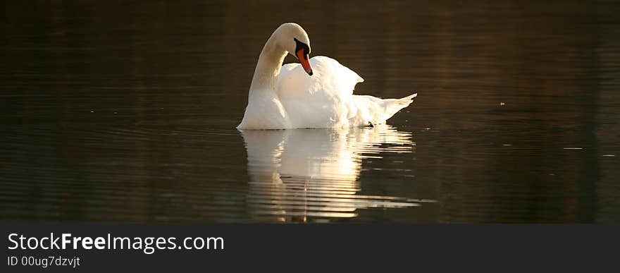 A beautiful female swan swimming slowly - wide screen. A beautiful female swan swimming slowly - wide screen