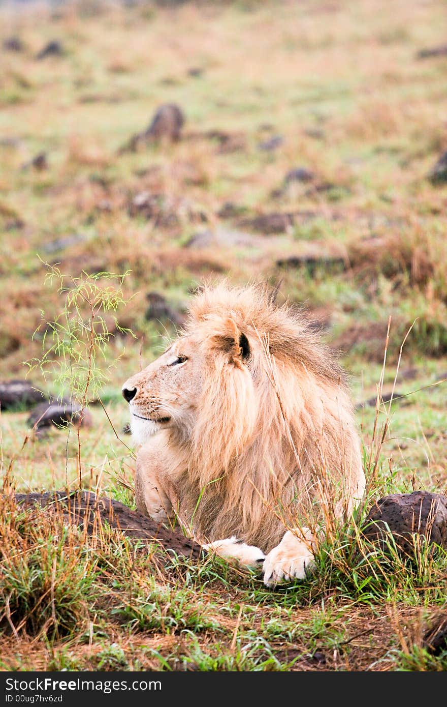 A lion just wakan up in the masa mara reserve early in the morning. A lion just wakan up in the masa mara reserve early in the morning