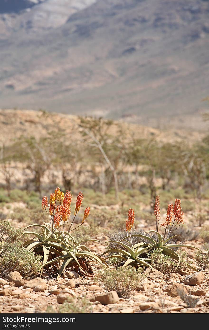 Wild aloe vera