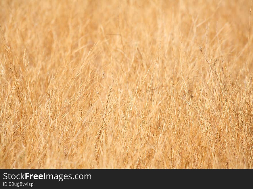 Dry grass background - yellow colors