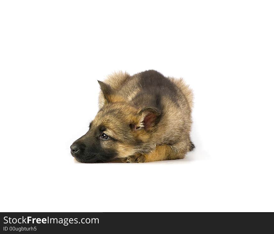 Germany sheep-dog puppy isolated on white background