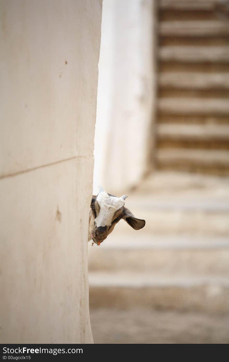 Curious goat