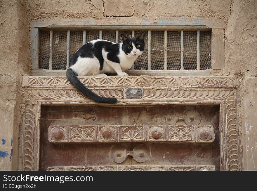 Cat on the ornamented door