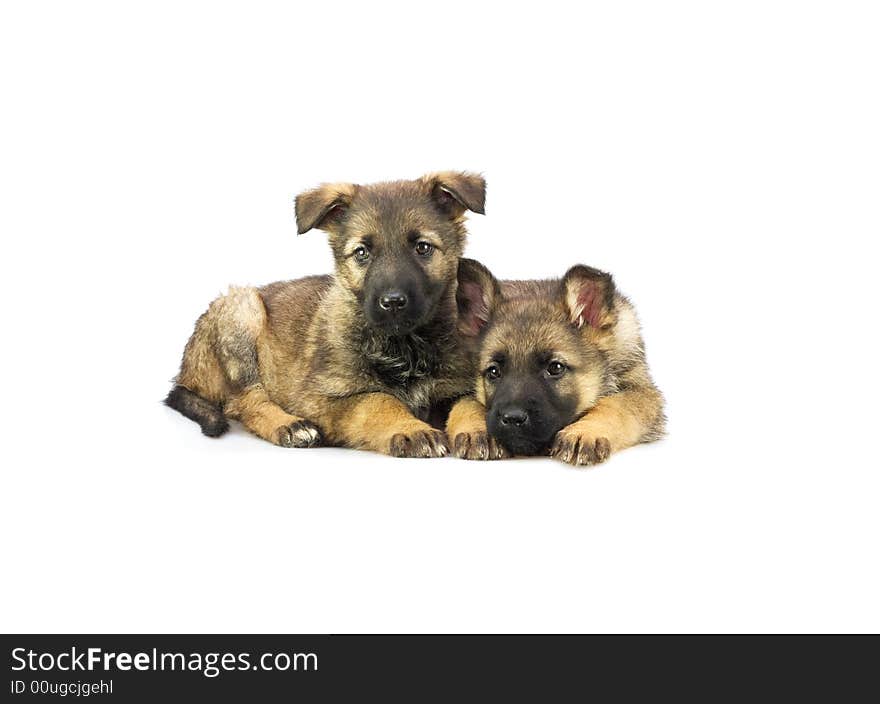 Two Germany sheep-dog puppies isolated on white background