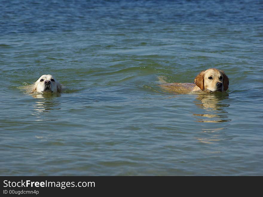 Golden retrievers having fun at the sea. Golden retrievers having fun at the sea