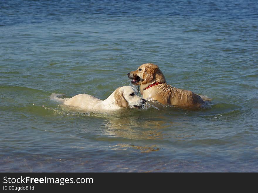 Golden retrievers having fun at the sea