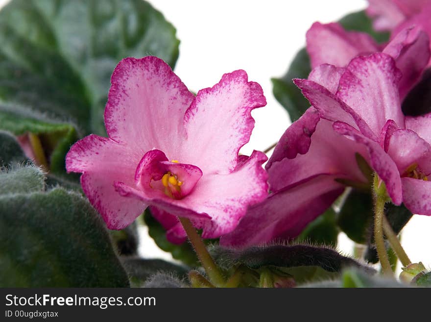 African violet. Saintpaulia.