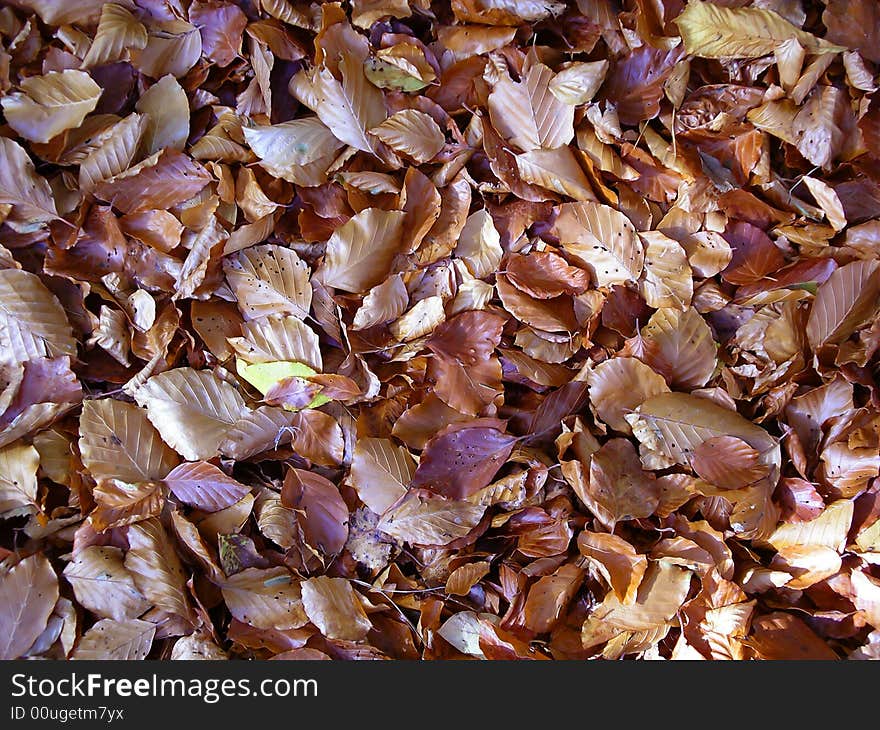 Fallen autumn beech leaves on ground. Fallen autumn beech leaves on ground