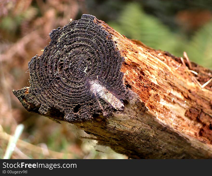 Rotting Log