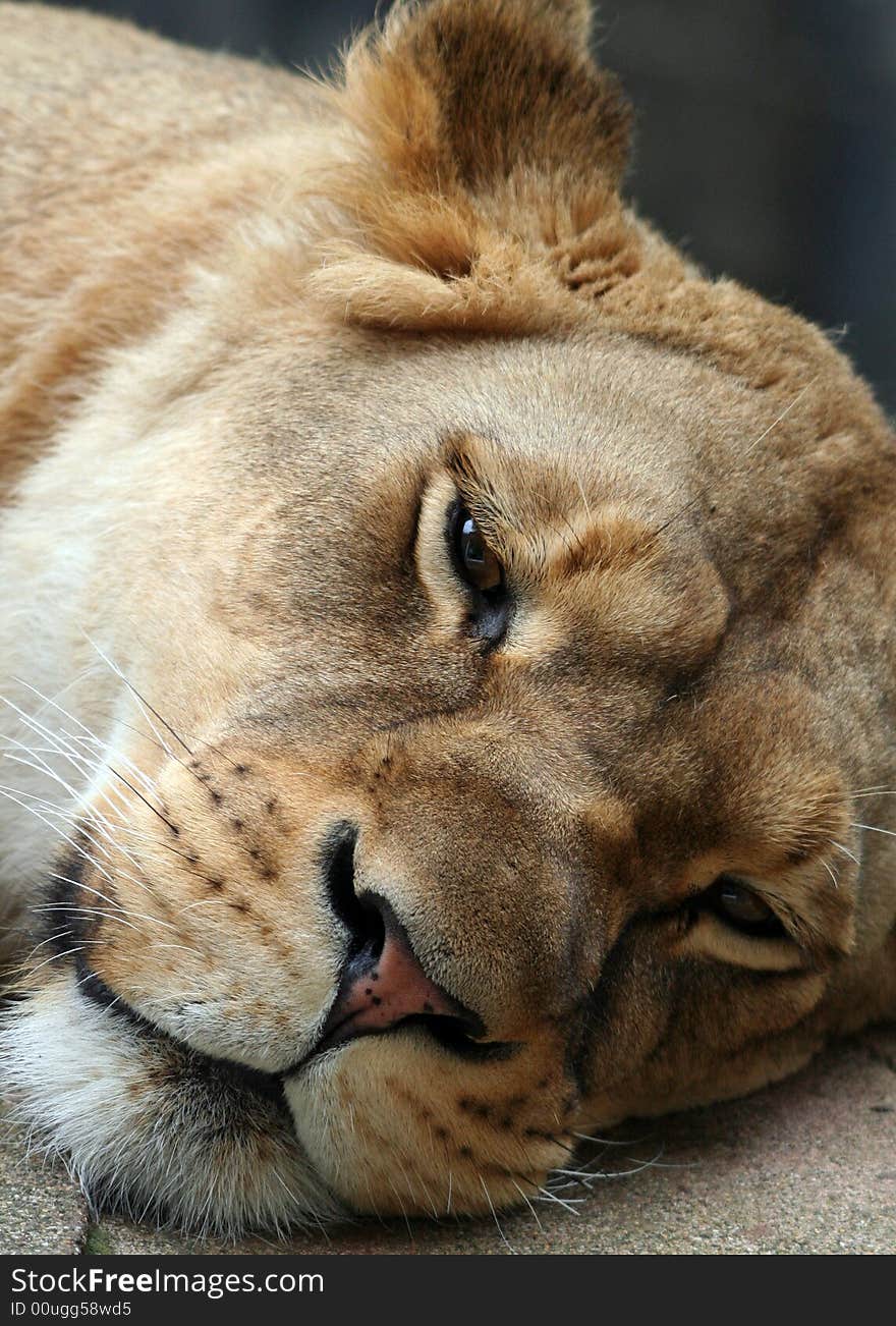 A lioness resting in the zoo