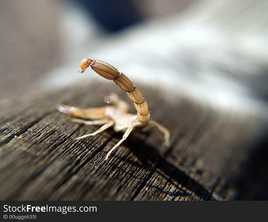 Young Scorpion Showing His Tail