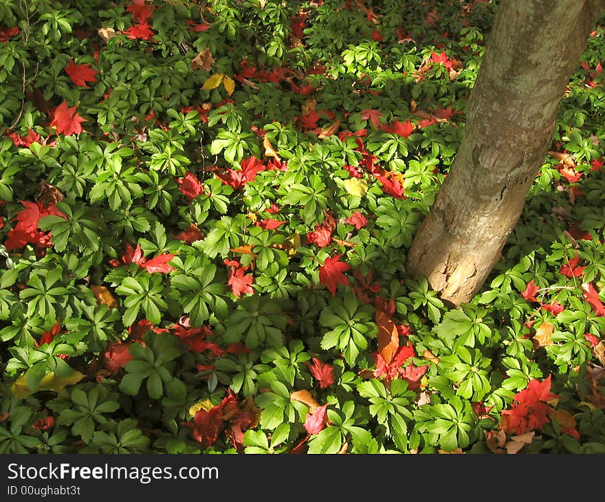 Pile of Red and Green Leaves