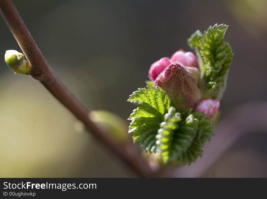 Opening blossom