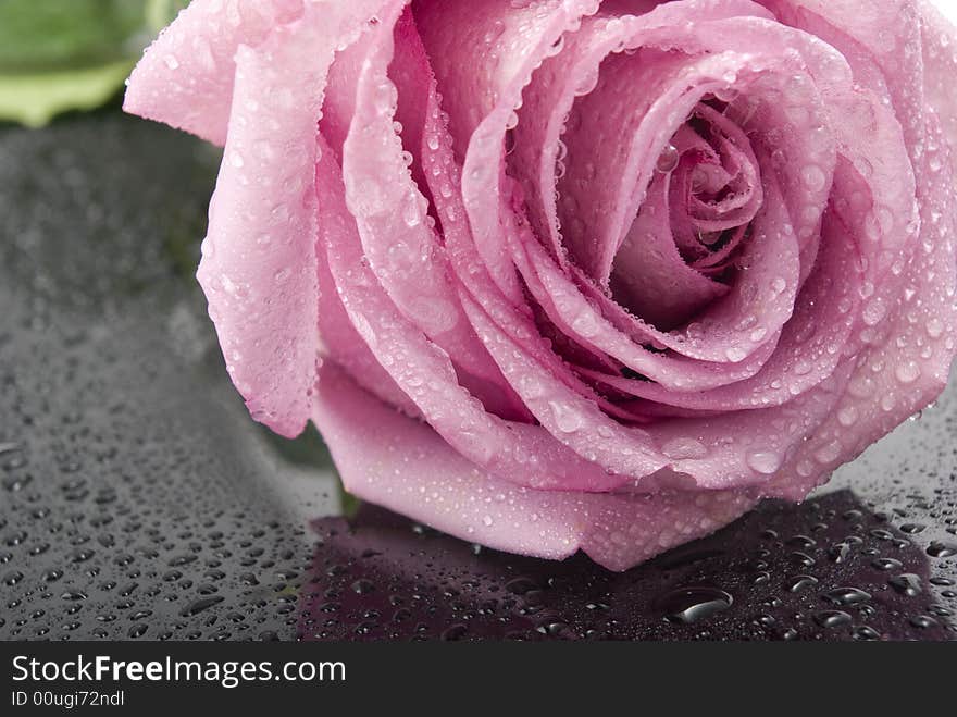 Bud of rose with water drops. Black glass. Camera Pentax k10d kit. Bud of rose with water drops. Black glass. Camera Pentax k10d kit