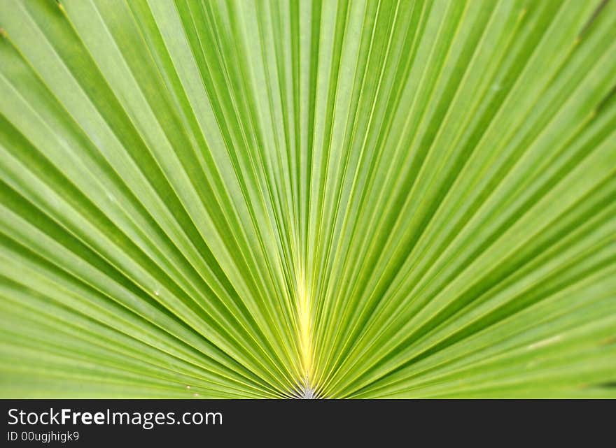 Large green leaf with fold lines vanishing to one point.