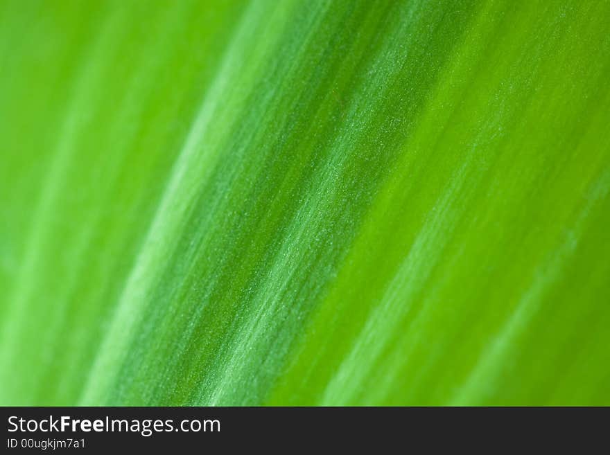 Green striped leaf of plant. Shallow DOF. Focus on center of image. Good for background and as texture