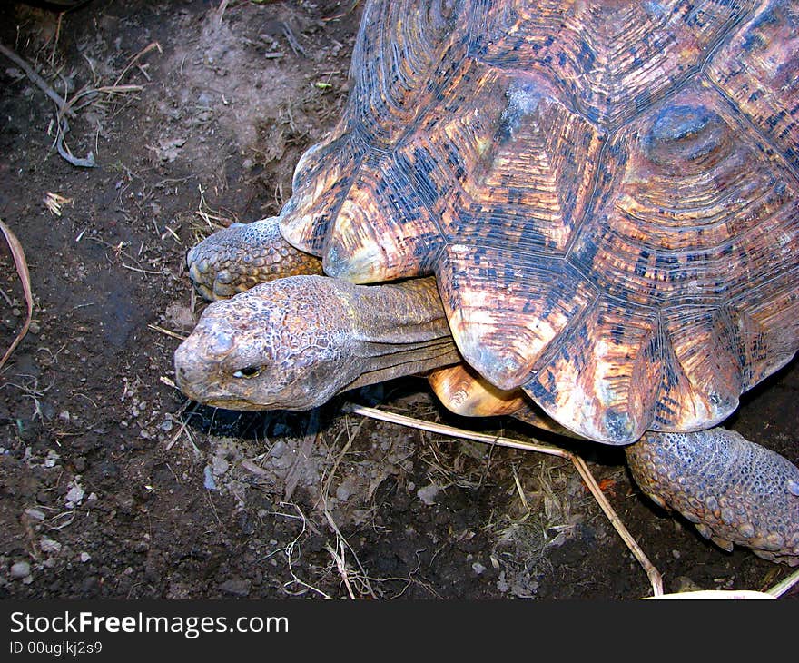 Close-up a big tortoise