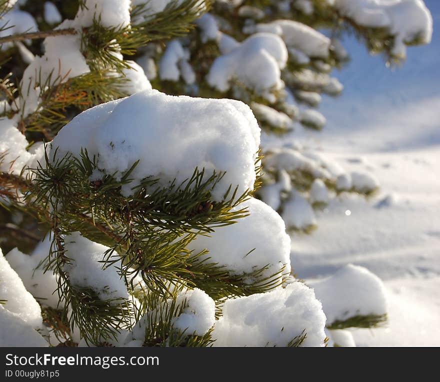 Snow on branches of a pine