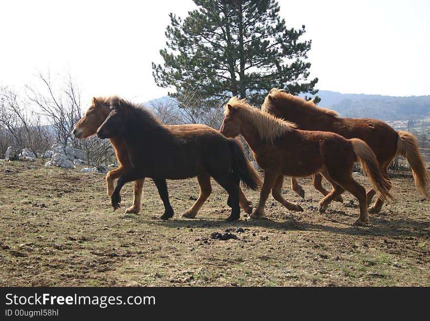 Iceland horses toelting