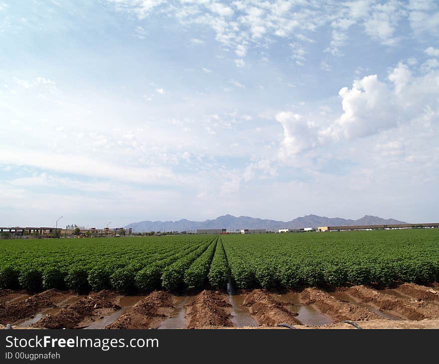 Rows of Green