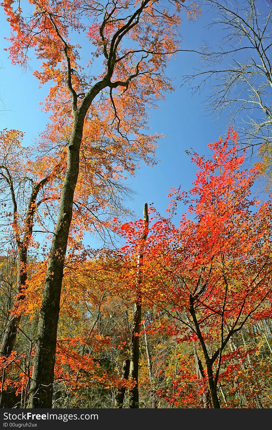 Beautiful Autumn Colors in a Park