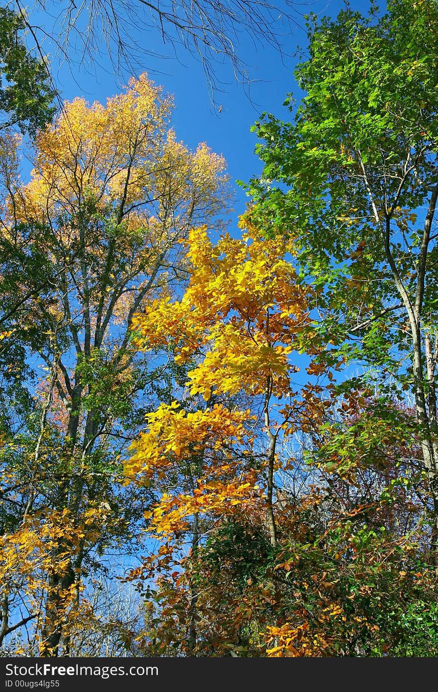 Beautiful Autumn Colors in a Park