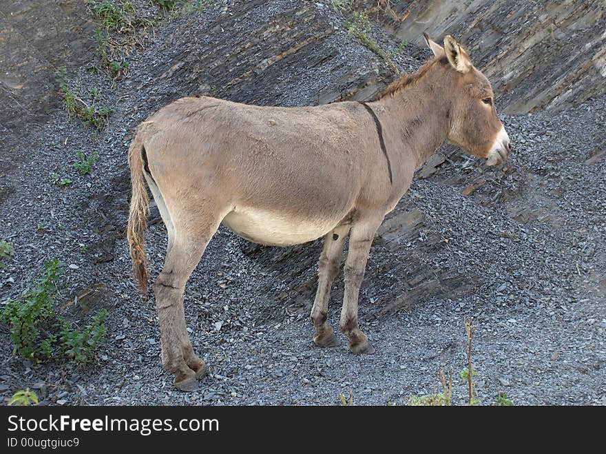 One standing burro, Caucasian, Russia