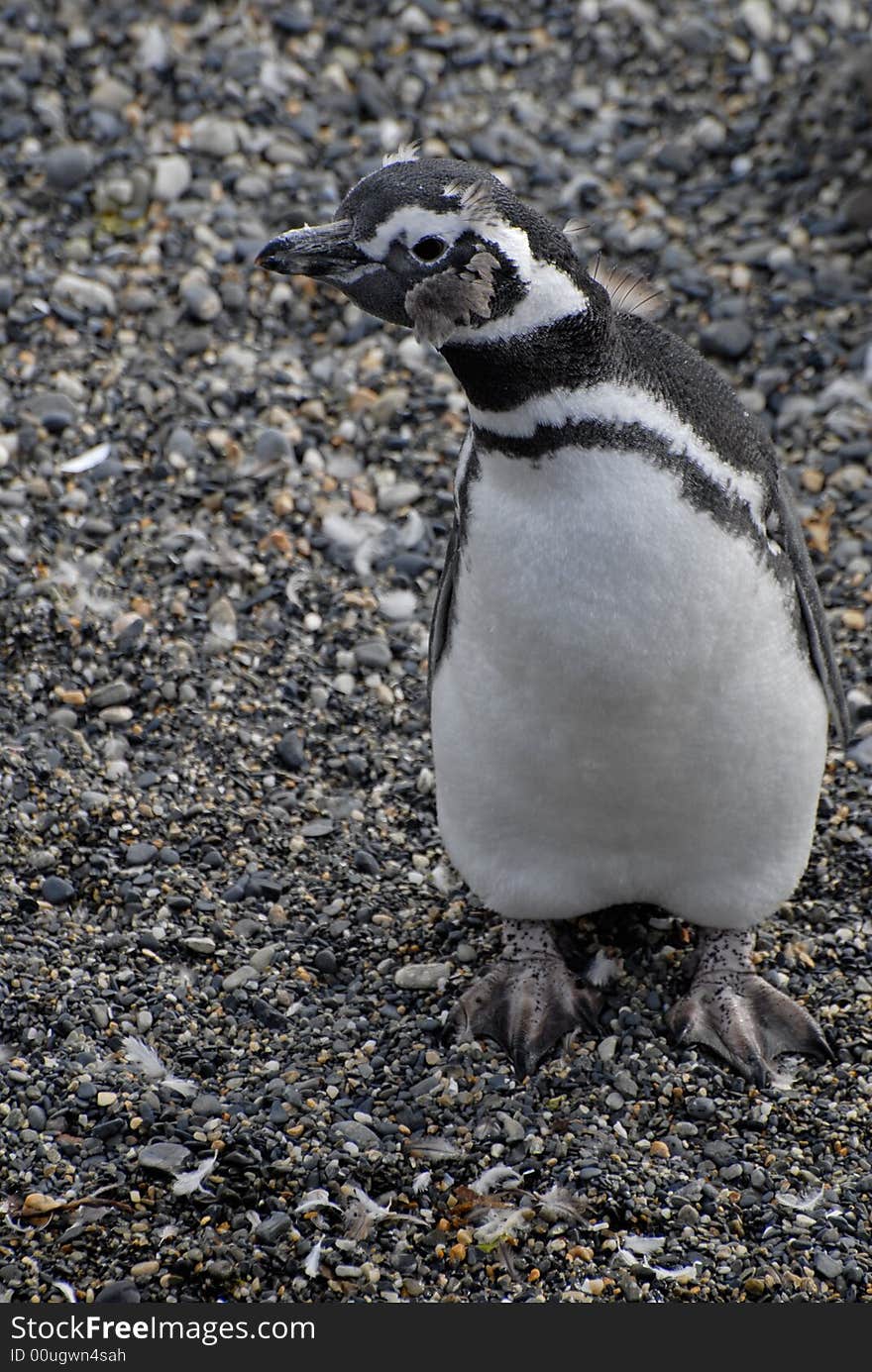 Interesting penguin.