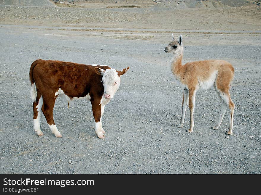 Baby s guanaco and calf bull