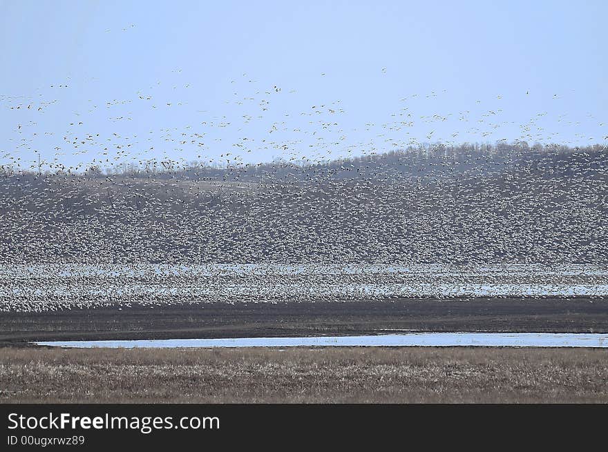 Snow geese are pure white with black wing tips,pink bills with black lips and pink legs.and thousands were landing here in this corn lot. Snow geese are pure white with black wing tips,pink bills with black lips and pink legs.and thousands were landing here in this corn lot.