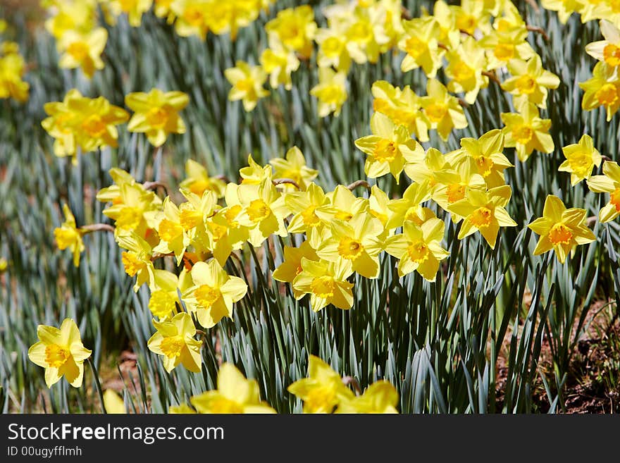 Yellow daffodils