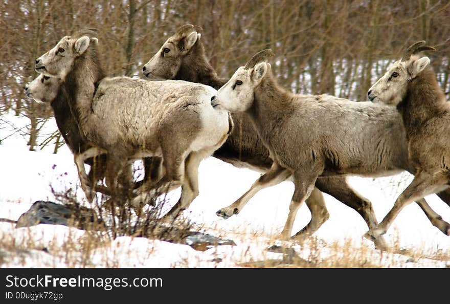 A herd of bighorn sheep gallops away from danger. A herd of bighorn sheep gallops away from danger