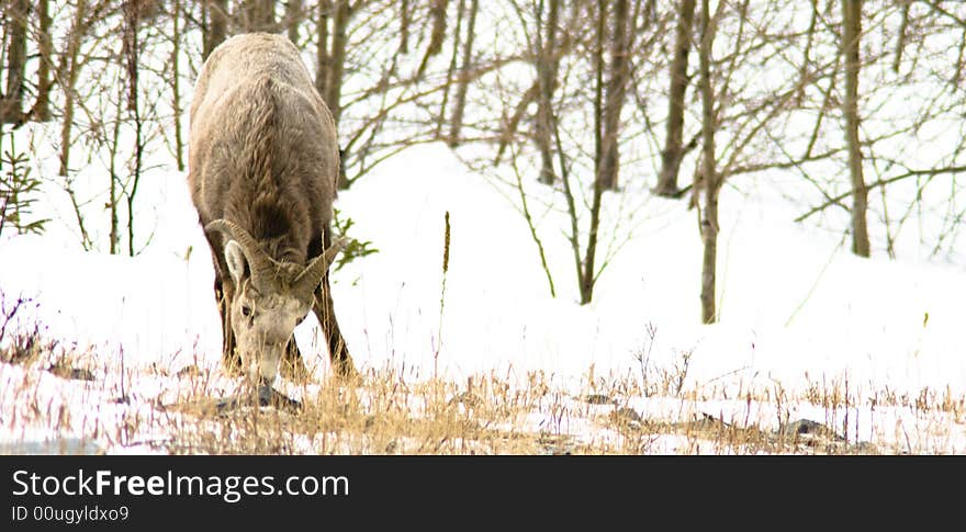 Bighorn Sheep