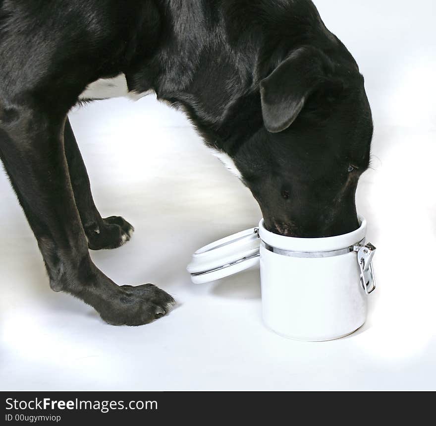 Big black dog sticking his nose in the cookie jar. Big black dog sticking his nose in the cookie jar