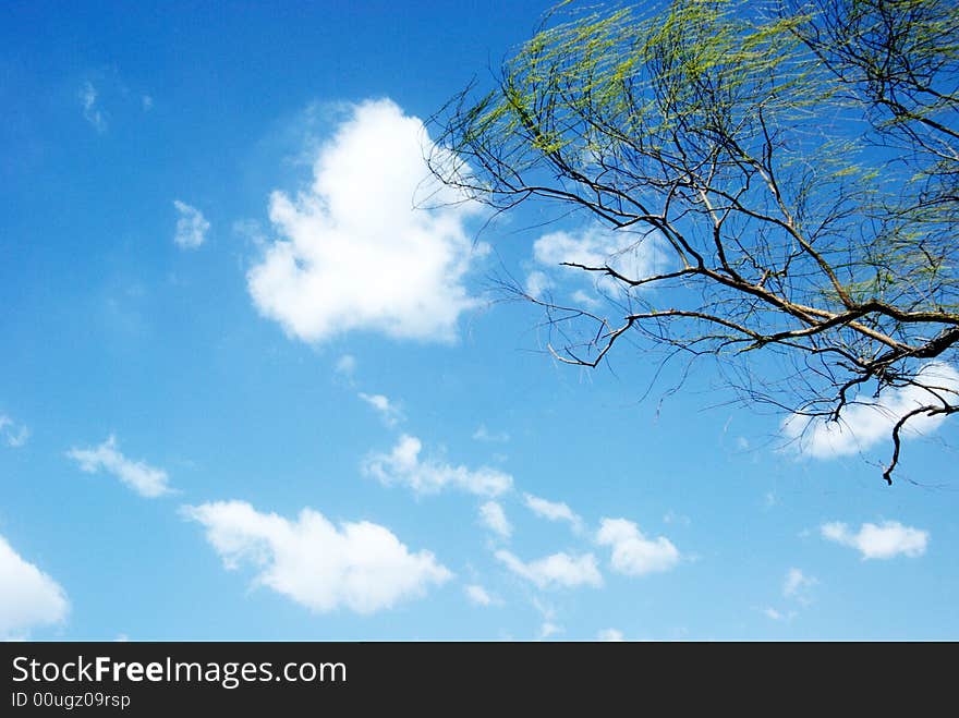 A blue sky and cloud. A blue sky and cloud