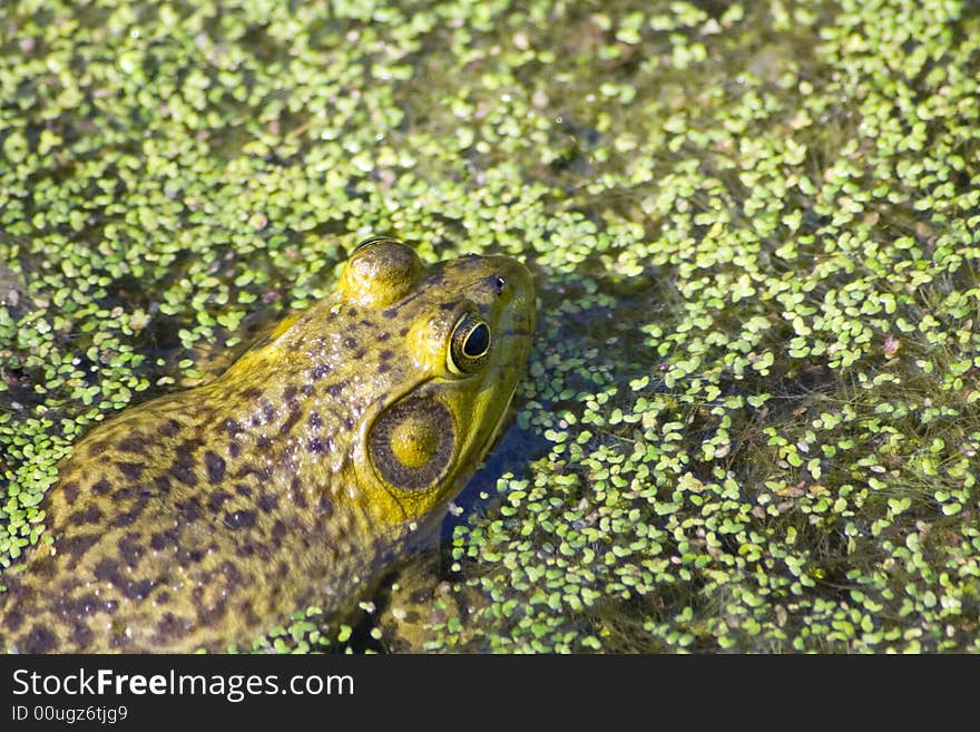 Frog Hiding