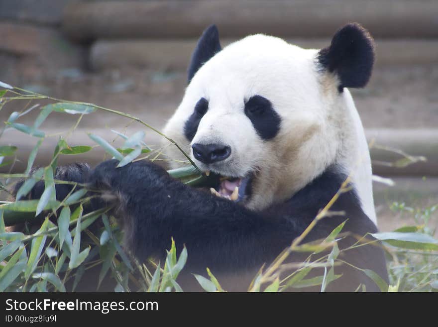 Panda Eating Bamboo