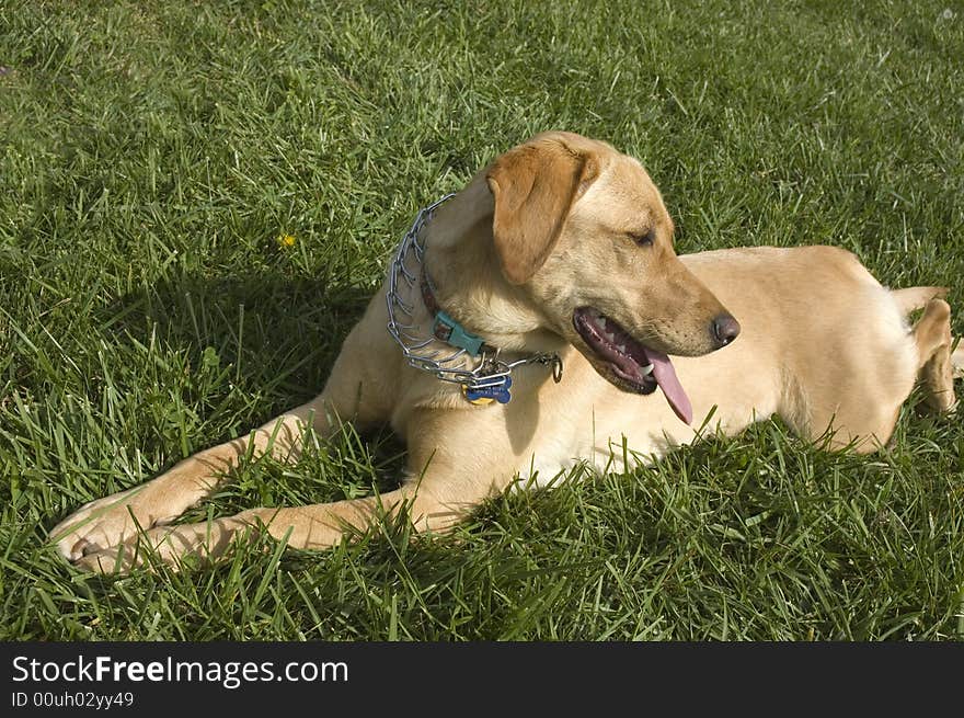 A female White Labrador dog looking quizzically over it's shoulder as it lays down on the grass