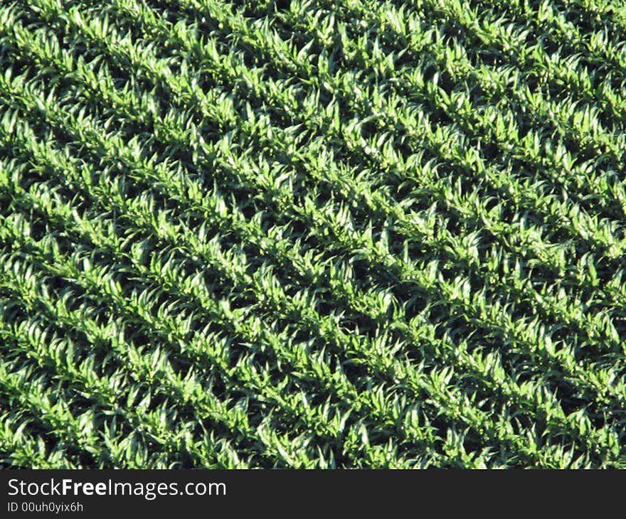 A field from afar taken from a hot air balloon. A field from afar taken from a hot air balloon