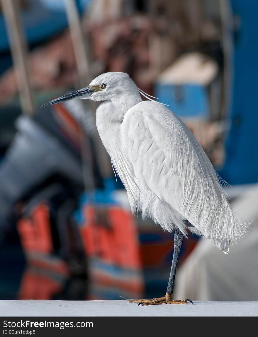 Bird a stork in port of old city