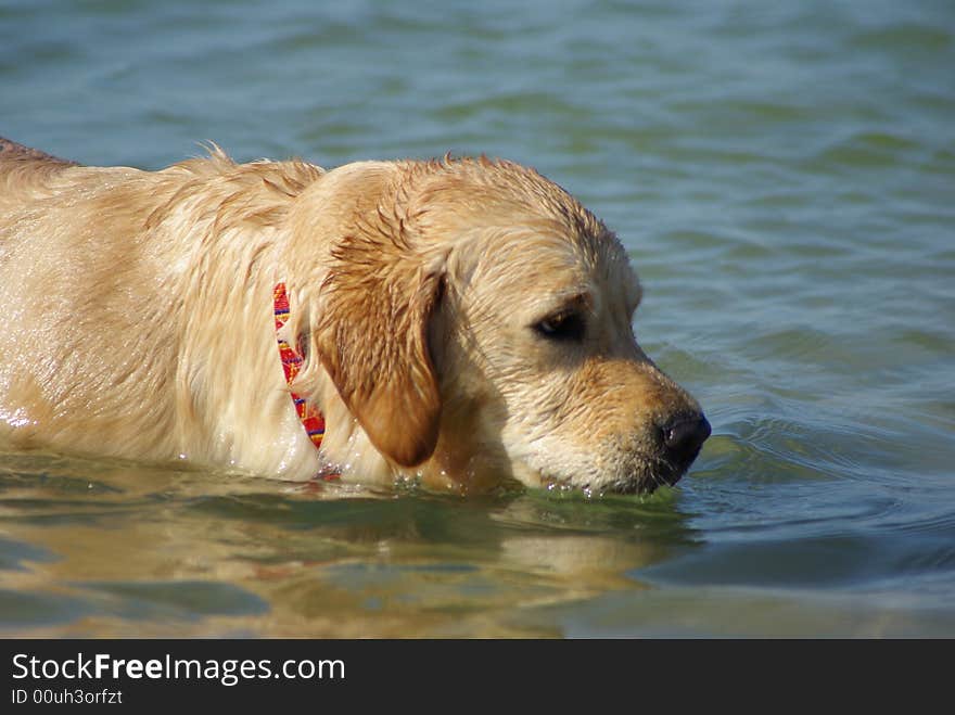 Cute dog swimming at the sea. Cute dog swimming at the sea