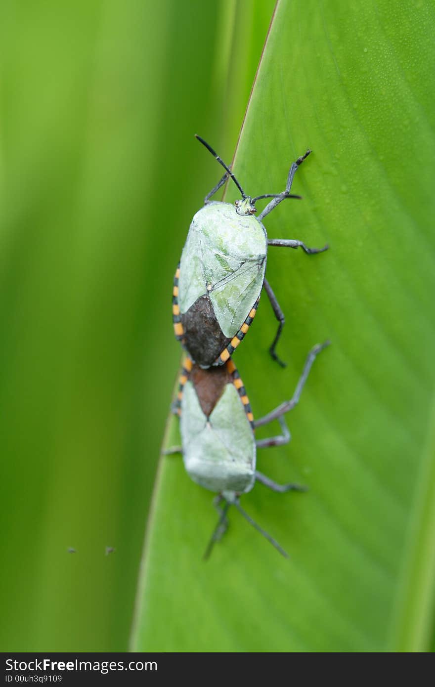 MATING