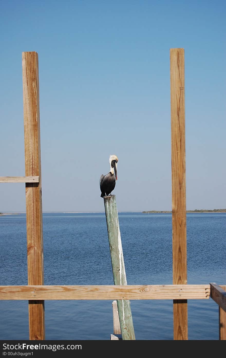 Pelican on a pole.