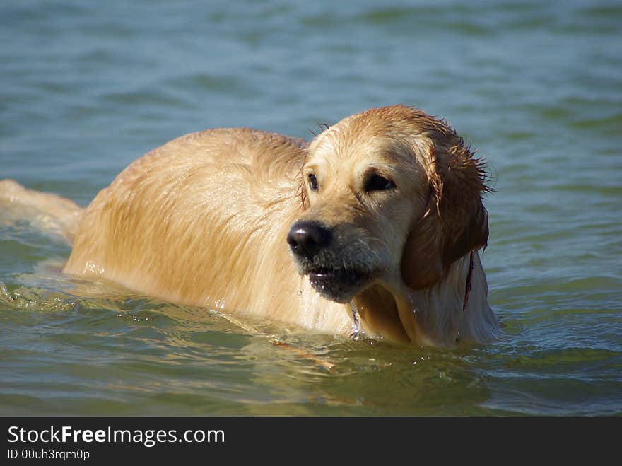 Cute dog swimming at the sea. Cute dog swimming at the sea