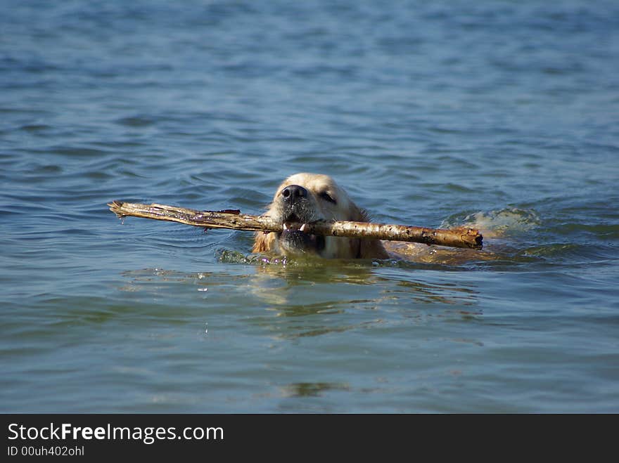 Golden retriever holding the stick