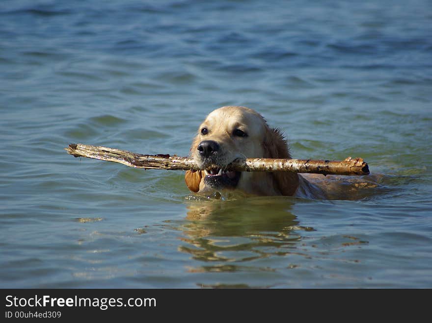 Golden retriever holding the stick. Golden retriever holding the stick