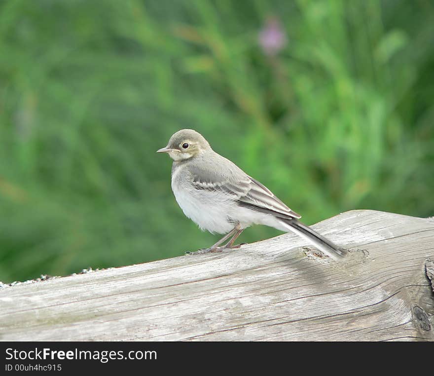 Young White Wagtail on a green background.